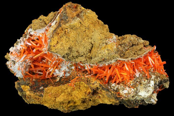 Bright Orange Crocoite Crystal Cluster - Tasmania #171693